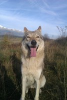 /album/galeria/ceskoslovensky-vlciak-jpg1/